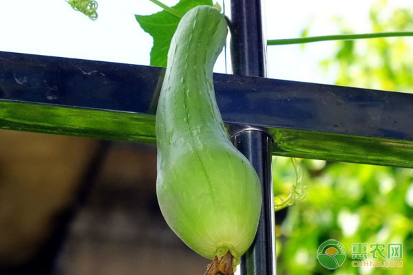 夏季自家阳台可以种什么？这十种蔬菜推荐给你！