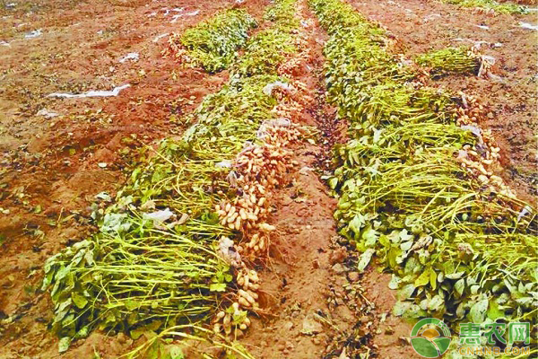 黑花生的種植技術(shù)及管理要點(diǎn)