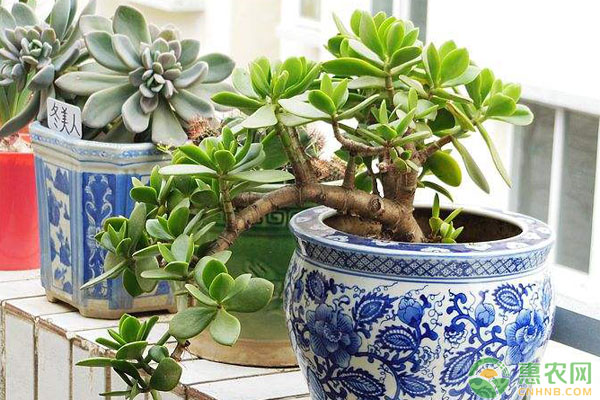 養(yǎng)殖玉樹一直不開花是什么原因？有哪些解決方法？
