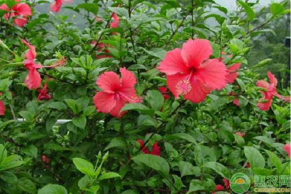 扶桑花夏季養(yǎng)護(hù)要點(diǎn)