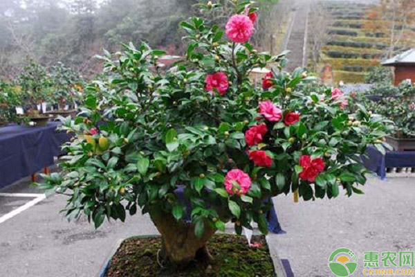 山茶花養(yǎng)殖