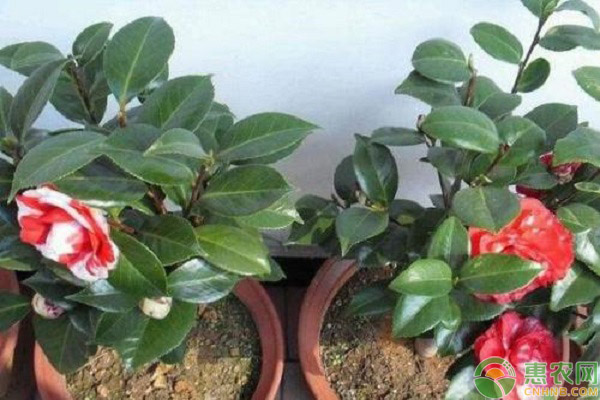 山茶花養(yǎng)殖爆盆注意事項(xiàng)
