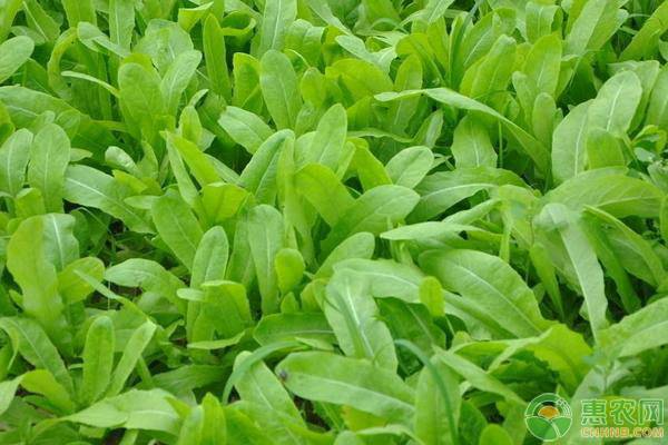 油麥菜播種時間和種植技巧