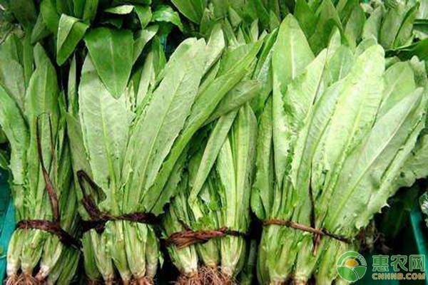 油麥菜播種時間和種植技巧