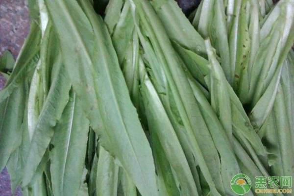 油麥菜播種時間和種植技巧