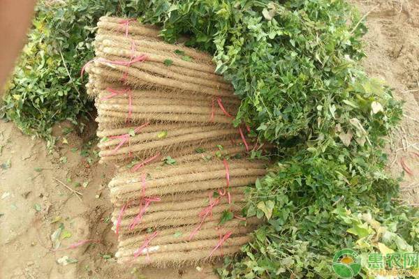 山藥種植方法和田間管理要點