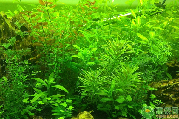 水草培育要點及注意事項