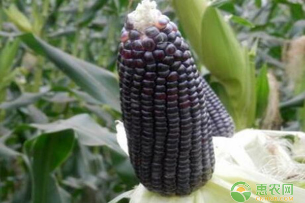 種植玉米需要打三次藥，分別是什么時間呢？