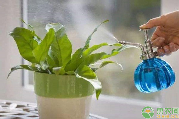 預(yù)防花卉黃葉的方法
