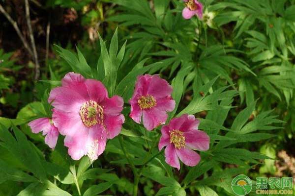 芍藥花一般什么時(shí)候種植？有哪些種植方法？
