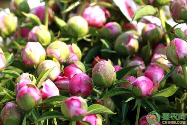 芍藥花一般什么時(shí)候種植？有哪些種植方法？