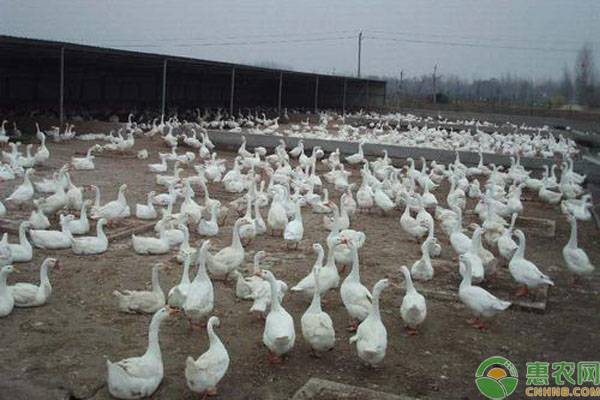 夏季肉鵝關(guān)鍵飼養(yǎng)管理要點(diǎn)