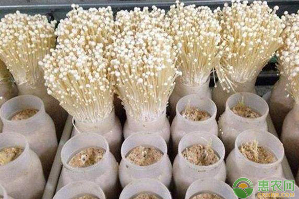 金針菇高產(chǎn)栽培的注意事項(xiàng)