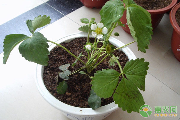 家庭<a href='http://www.iweekee.cn/t/42238.html' class='j-href' target='_blank'><span style='color:#FF8001'>種植蔬菜</span></a>有蟲害，這三種自制殺蟲劑可以學習！