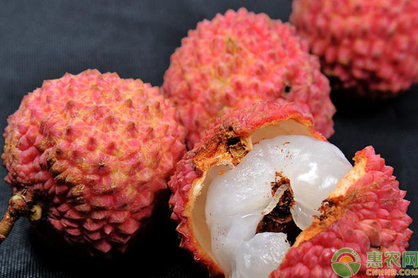 荔枝蛀蒂蟲(chóng)