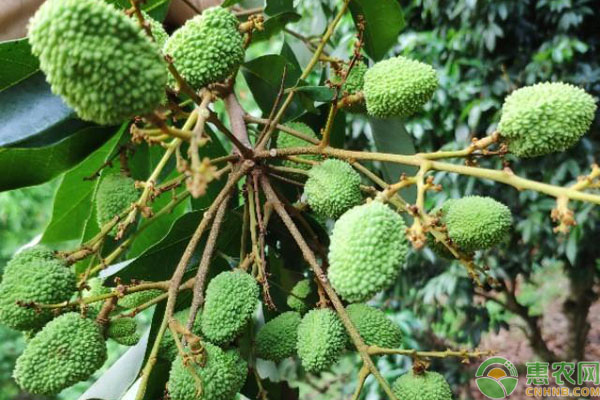 荔枝蛀蒂蟲(chóng)防治方法