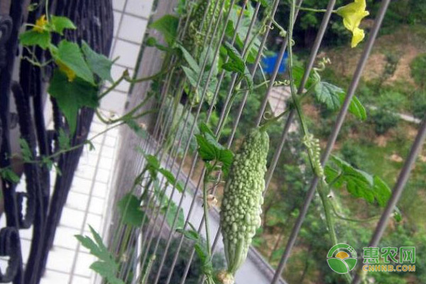 苦瓜花期的管理要點及注意事項