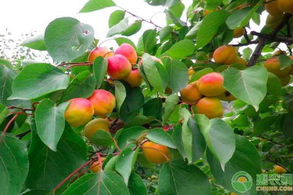 南方農(nóng)村地區(qū)適合種什么品種的李子？這六種很適合！