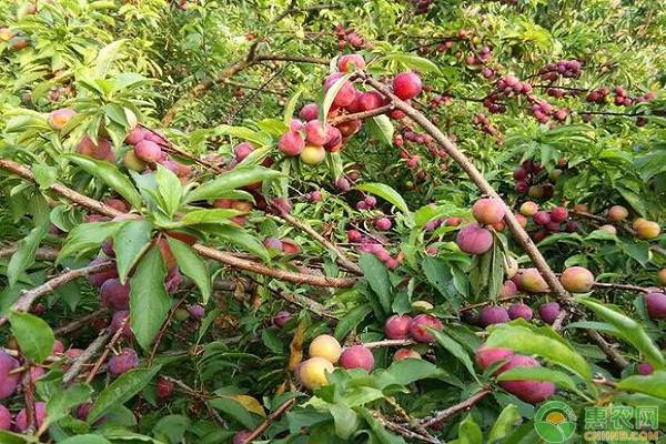 南方農(nóng)村地區(qū)適合種什么品種的李子？這六種很適合！