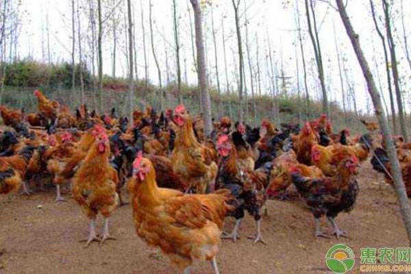 養(yǎng)殖課堂：放養(yǎng)雞的管理要點(diǎn)
