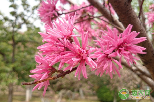 菊花桃的養(yǎng)殖要點及養(yǎng)護方法