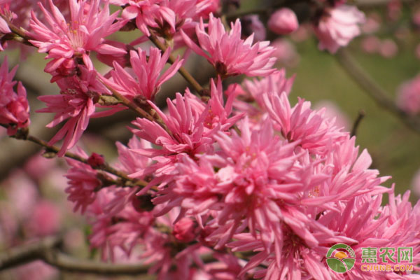 菊花桃的養(yǎng)殖要點及養(yǎng)護方法