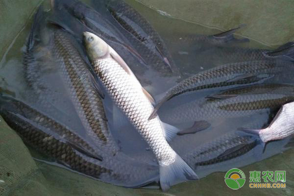 飼養(yǎng)的魚厭食了？主要還是這五大原因造成的！