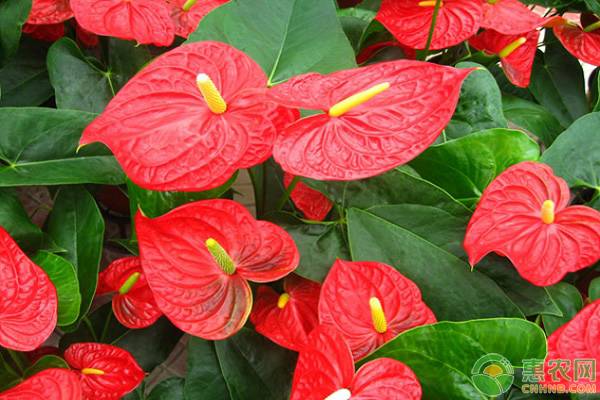 紅掌葉片開裂、變黃的原因及其解決方法