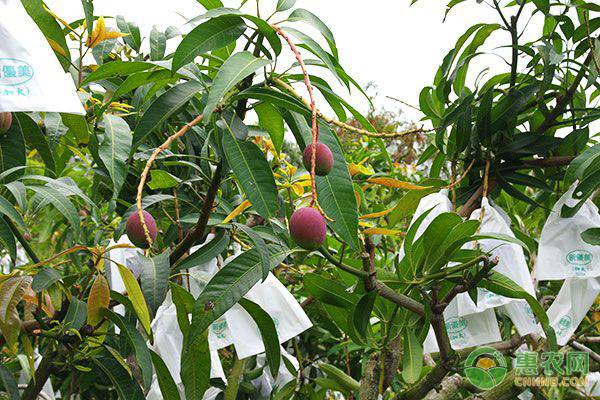 芒果種植的這幾大誤區(qū)，你平時(shí)都避免了嗎？