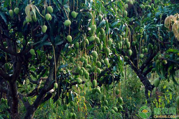 芒果種植的這幾大誤區(qū)，你平時(shí)都避免了嗎？