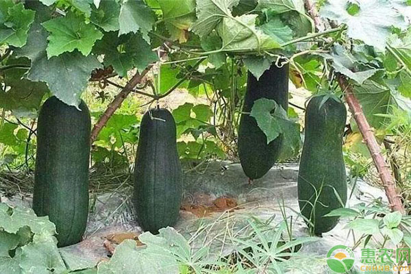 冬瓜坐瓜率低