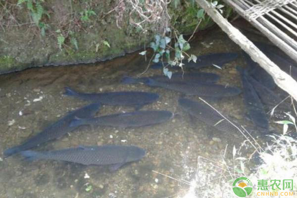 養(yǎng)殖草魚吃什么草最好？草魚喂草都有哪些注意事項(xiàng)？