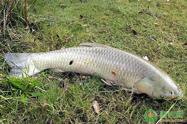 養(yǎng)殖草魚吃什么草最好？草魚喂草都有哪些注意事項(xiàng)？
