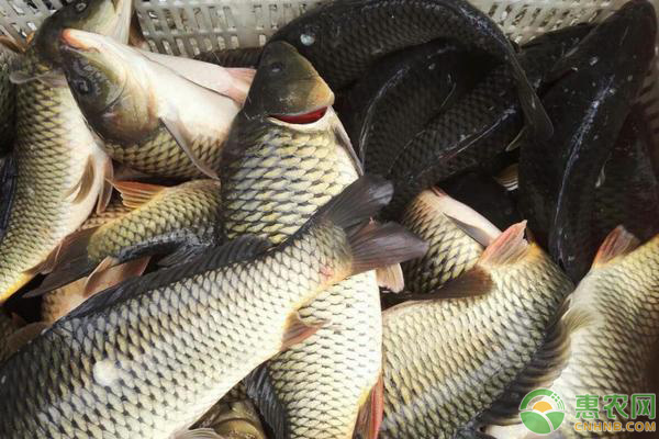 養(yǎng)殖草魚吃什么草最好？草魚喂草都有哪些注意事項(xiàng)？
