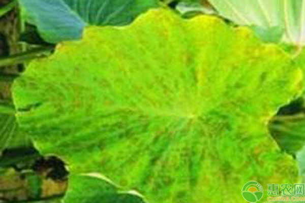 芋污斑病症状