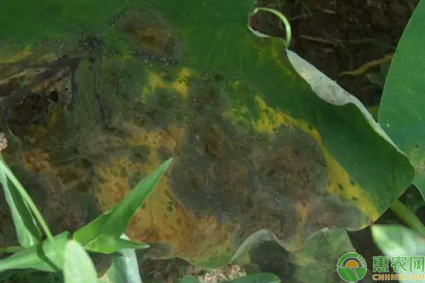 芋污斑病防治方法