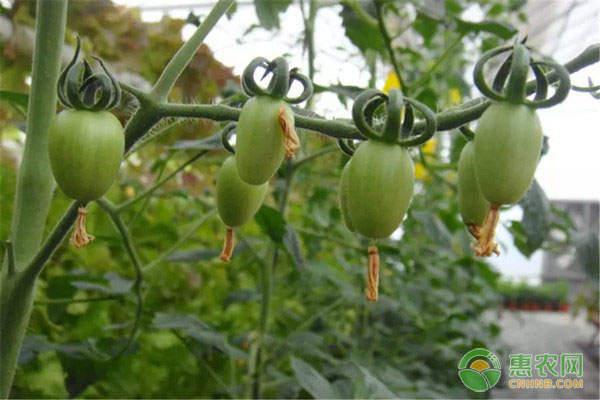 葫蘆瓜的種植條件、育苗技術(shù)及種植方法