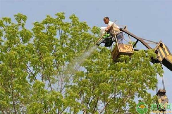 果樹噴施葉面肥的注意問題