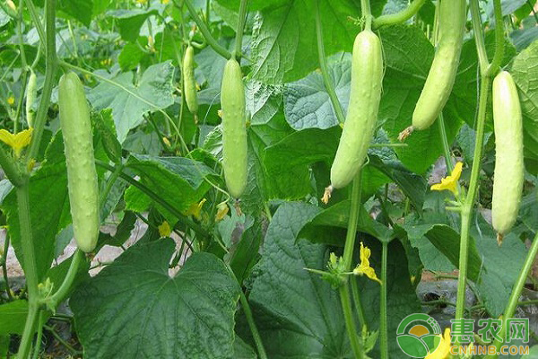 夏季小黃瓜的種植管理要點(diǎn)