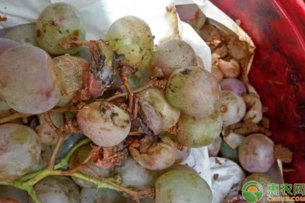 葡萄酸腐病防治措施