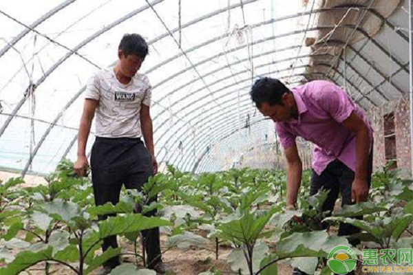 大棚茄子剪枝再生栽培技术的剪枝条件