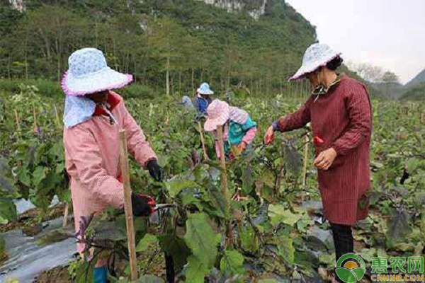 大棚茄子剪枝再生栽培技术的剪枝方法