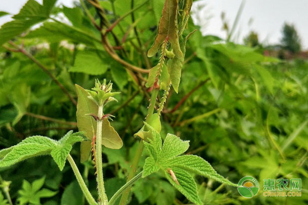 刺嫩芽的水培技術(shù)及注意事項
