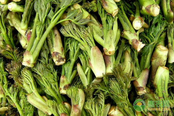 刺嫩芽的水培技術(shù)及注意事項