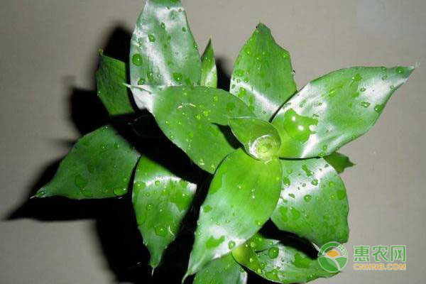 夏天不知道養(yǎng)什么花？這四種再合適不過(guò)了，不怕曬不怕熱！