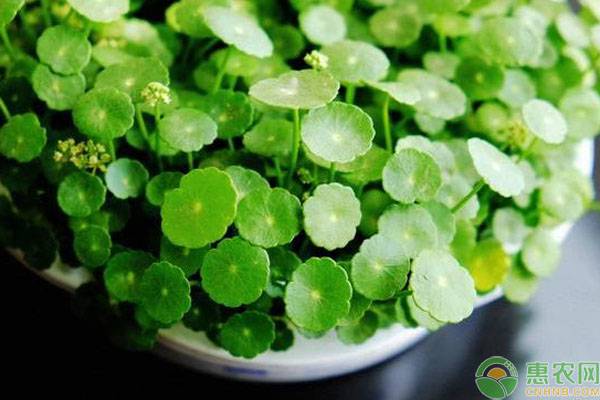 夏天不知道養(yǎng)什么花？這四種再合適不過(guò)了，不怕曬不怕熱！