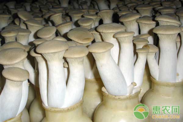 淺析杏鮑菇栽培的常見問題及原因