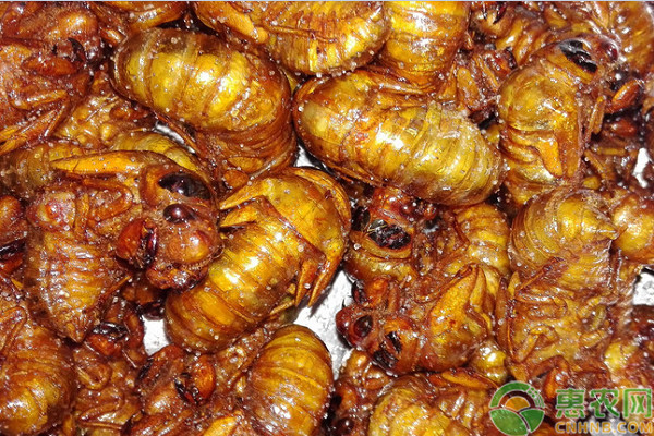 要想養(yǎng)好金蟬，需要做好這幾個環(huán)節(jié)！
