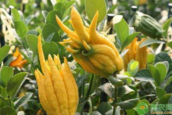 金佛手種植方法