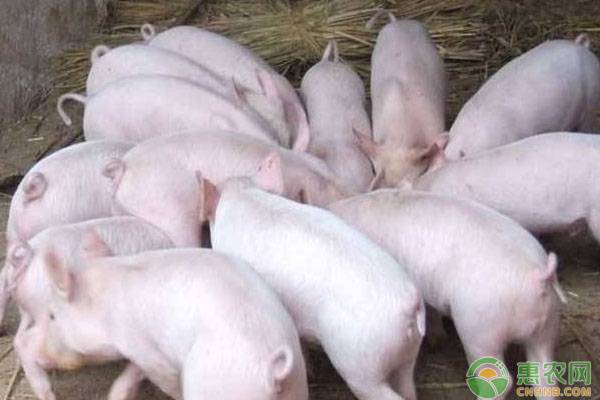 哺乳期仔豬致死的原因及防治措施